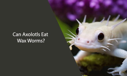 Can Axolotls Eat Wax Worms? A Comprehensive Guide