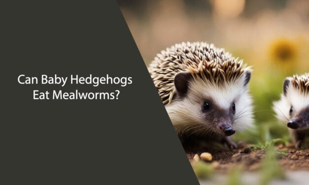 Can Baby Hedgehogs Eat Mealworms?