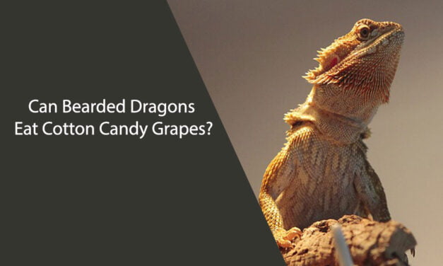 Can Bearded Dragons Eat Cotton Candy Grapes?