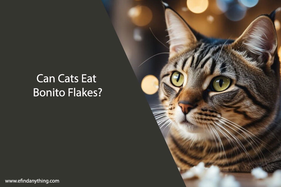 Can Cats Eat Bonito Flakes? A Comprehensive Guide 