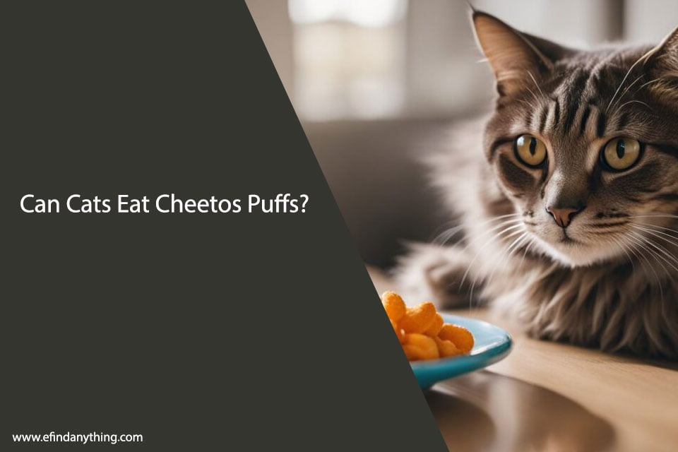 Can Cats Eat Cheetos Puffs? A Comprehensive Guide