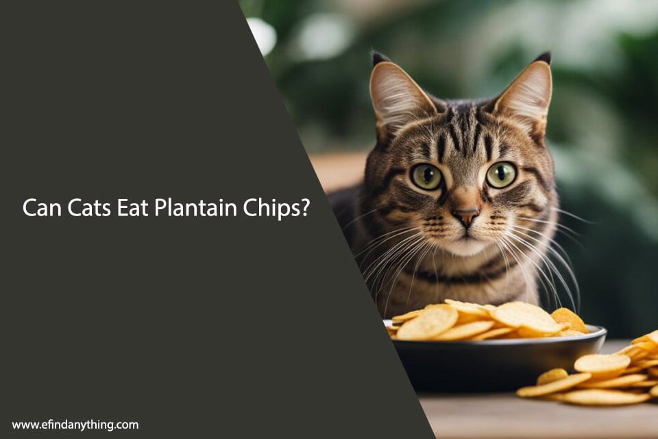 Can Cats Eat Plantain Chips?