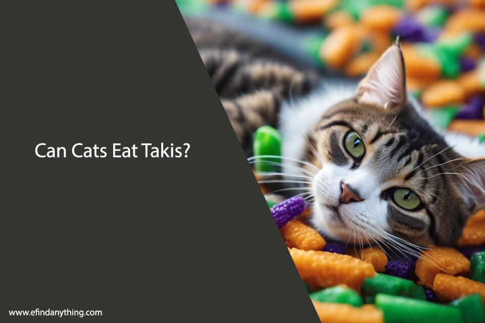 Can Cats Eat Takis? A Comprehensive Guide