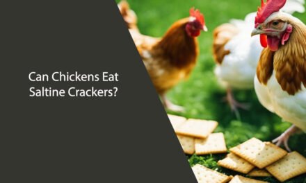 Can Chickens Eat Saltine Crackers?