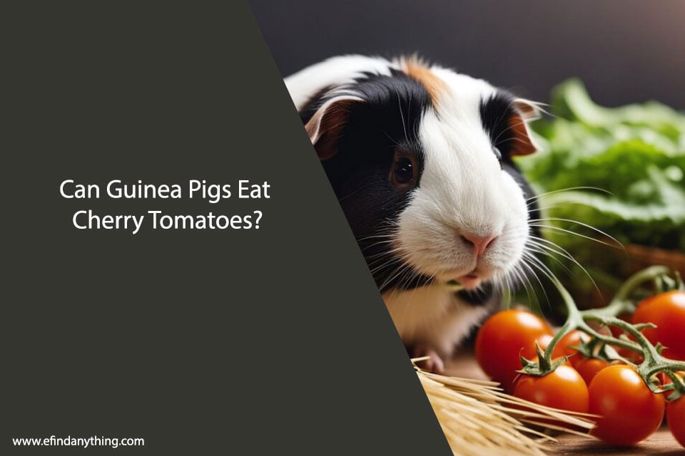 Can Guinea Pigs Eat Cherry Tomatoes? A Comprehensive Guide