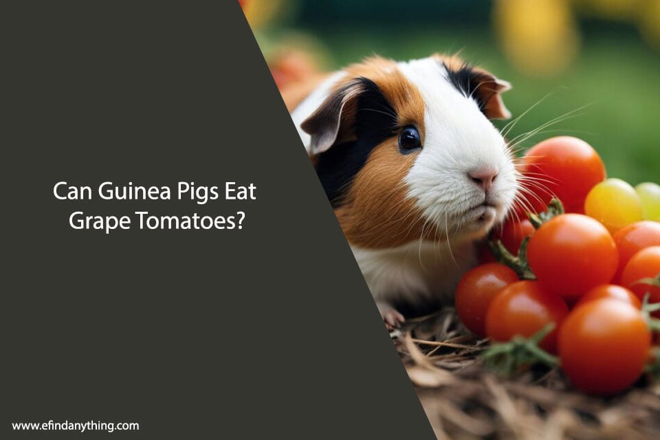 Can Guinea Pigs Eat Grape Tomatoes? A Comprehensive Guide