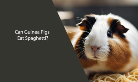 Can Guinea Pigs Eat Spaghetti?