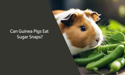 Can Guinea Pigs Eat Sugar Snaps?