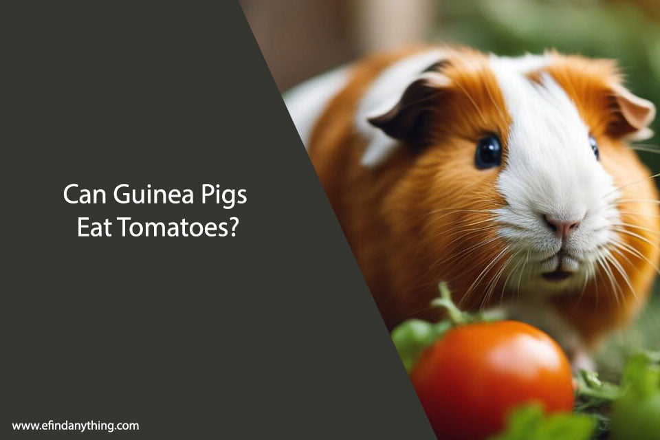 Can Guinea Pigs Eat Tomatoes? Everything You Need to Know