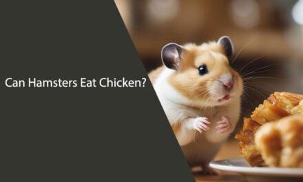 Can Hamsters Eat Chicken?