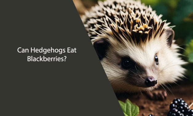 Can Hedgehogs Eat Blackberries?