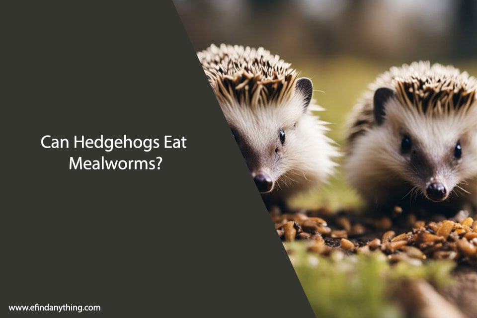 Can Hedgehogs Eat Mealworms? A Comprehensive Guide