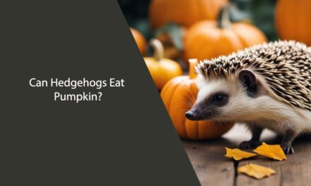 Can Hedgehogs Eat Pumpkin?