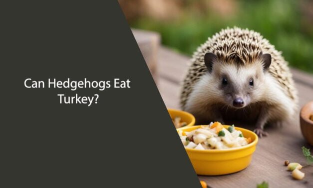 Can Hedgehogs Eat Turkey?