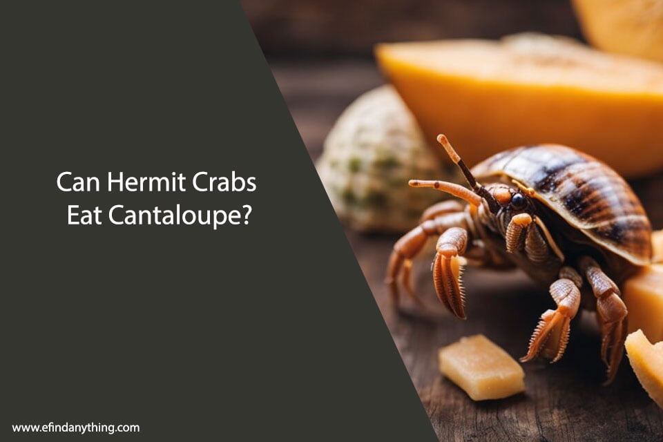 Can Hermit Crabs Eat Cantaloupe?