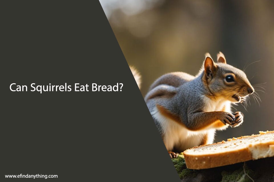 Can Squirrels Eat Bread?