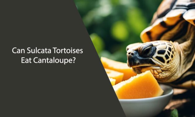 Can Sulcata Tortoises Eat Cantaloupe?