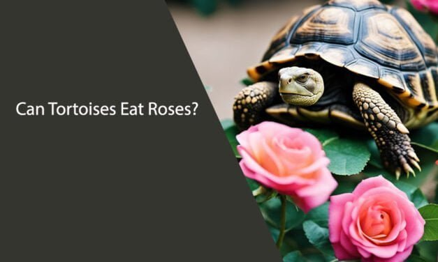 Can Tortoises Eat Roses?