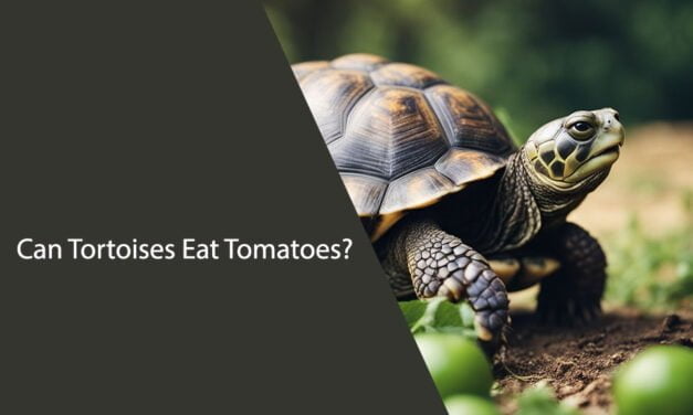 Can Tortoises Eat Tomatoes?