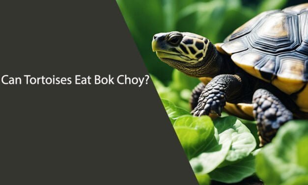 Can Tortoises Eat Bok Choy?