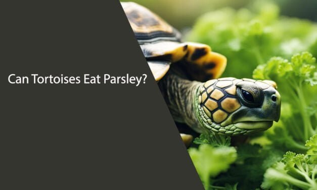 Can Tortoises Eat Parsley?