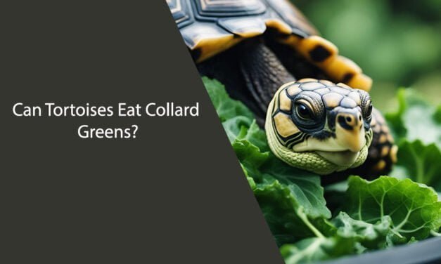 Can Tortoises Eat Collard Greens?