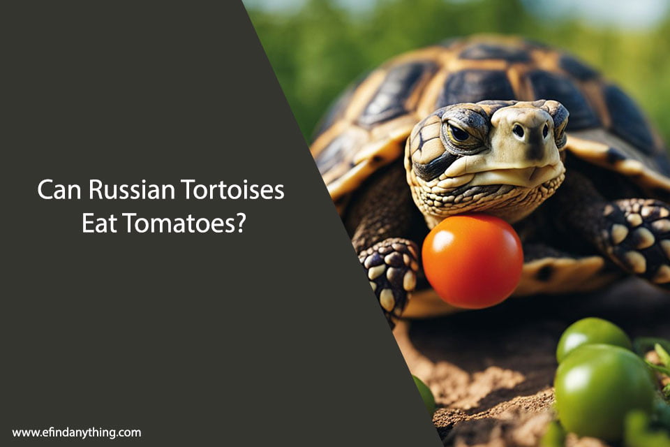 Can Russian Tortoises Eat Tomatoes? | A Comprehensive Guide