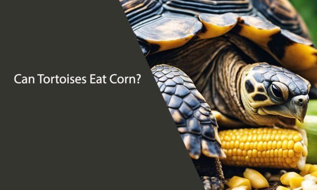 Can Tortoises Eat Corn?