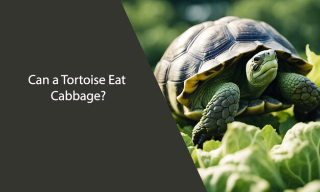 Can a Tortoise Eat Cabbage?