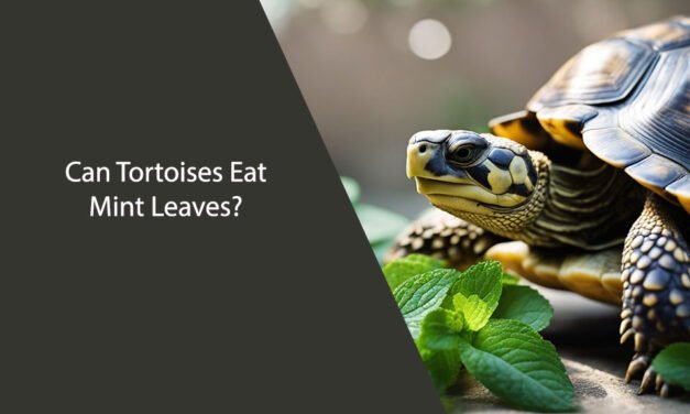 Can Tortoises Eat Mint Leaves?