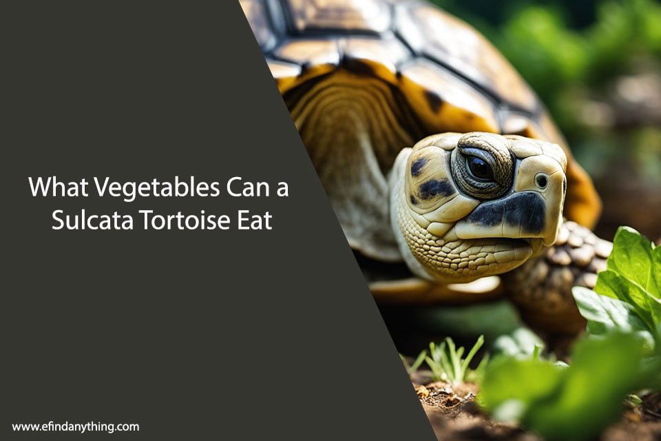 What Vegetables Can a Sulcata Tortoise Eat?