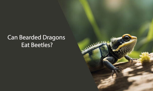 Can Bearded Dragons Eat Beetles?