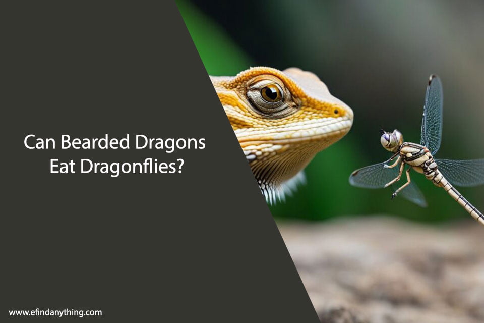 Can Bearded Dragons Eat Dragonflies?