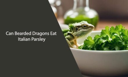 Can Bearded Dragons Eat Italian Parsley?