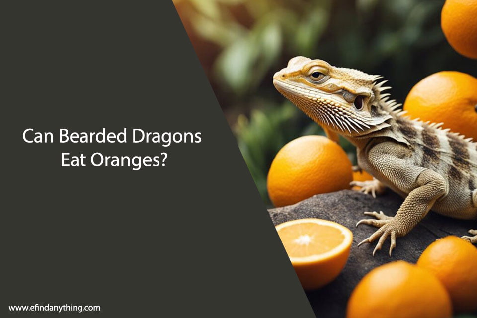 Can Bearded Dragons Eat Oranges?