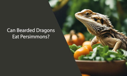 Can Bearded Dragons Eat Persimmons?