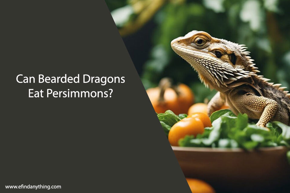 Can Bearded Dragons Eat Persimmons?