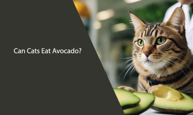 Can Cats Eat Avocado?