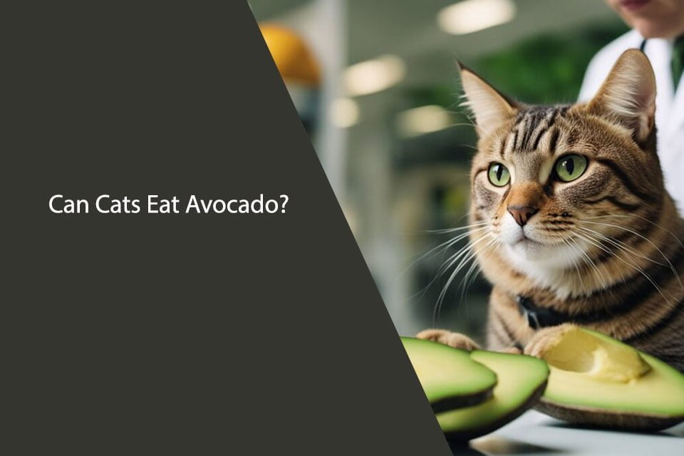 Can Cats Eat Avocado? What You Need to Know