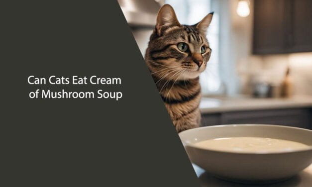 Can Cats Eat Cream of Mushroom Soup?