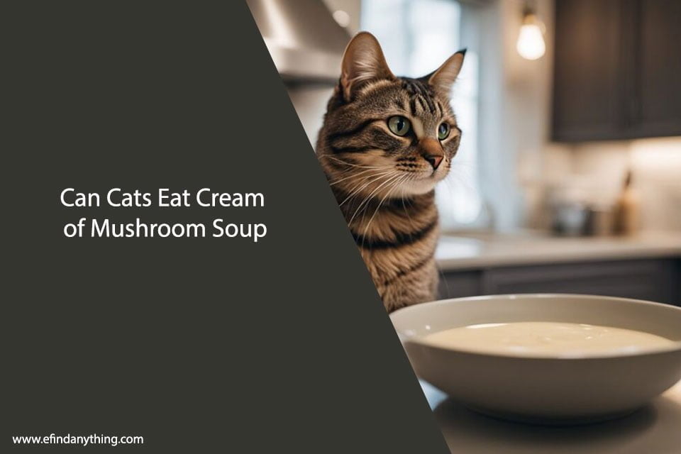 Can Cats Eat Cream of Mushroom Soup?