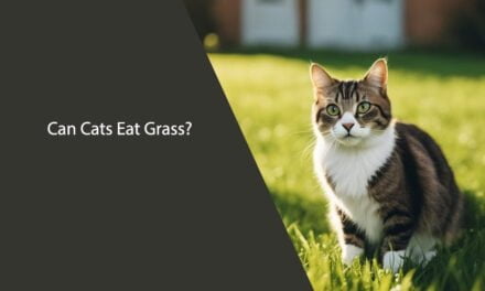 Can Cats Eat Grass? A Comprehensive Guide