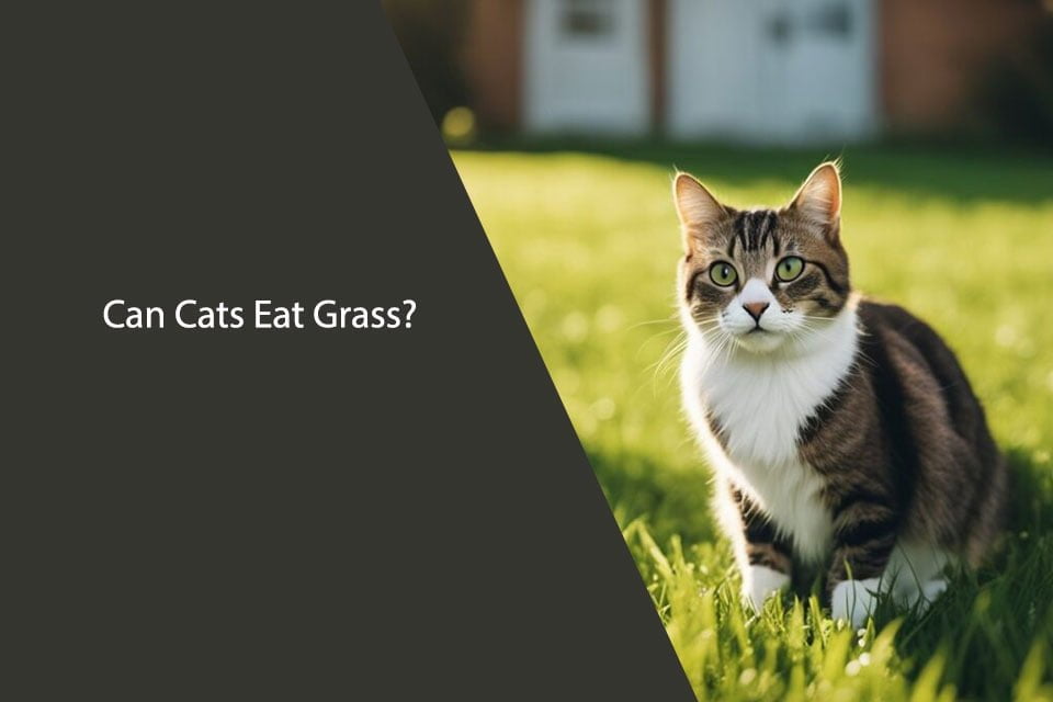 Can Cats Eat Grass? A Comprehensive Guide