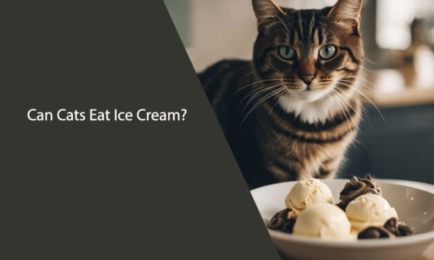 Can Cats Eat Ice Cream? A Comprehensive Guide