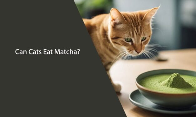 Can Cats Eat Matcha?