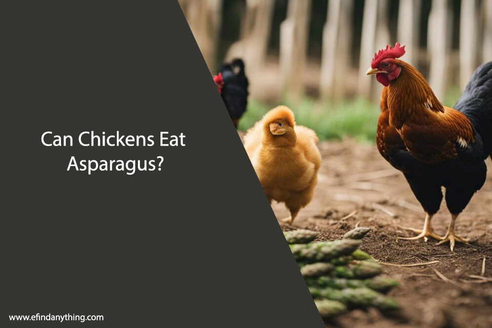 Can Chickens Eat Asparagus?