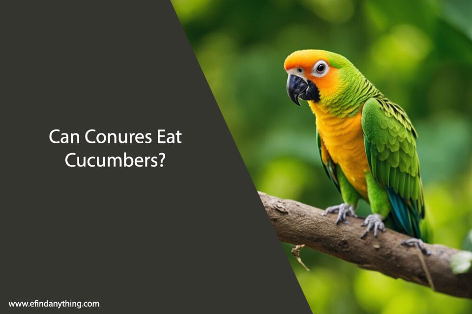 Can Conures Eat Cucumbers?