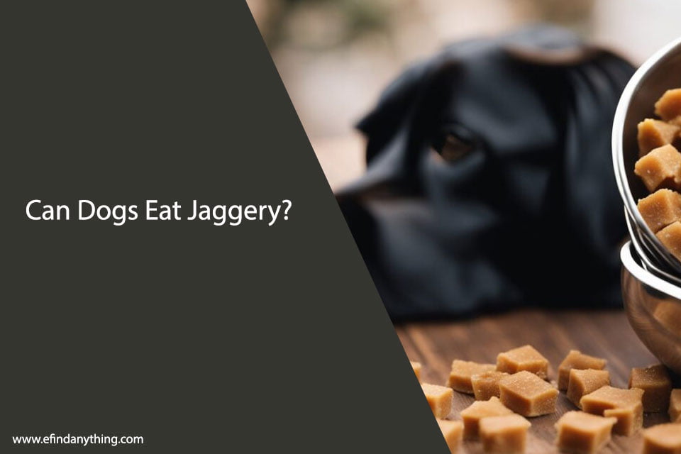 Can Dogs Eat Jaggery? A Comprehensive Guide