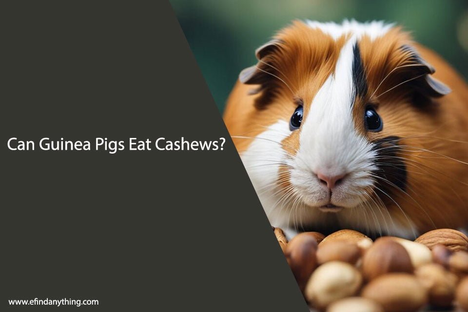 Can Guinea Pigs Eat Cashews?