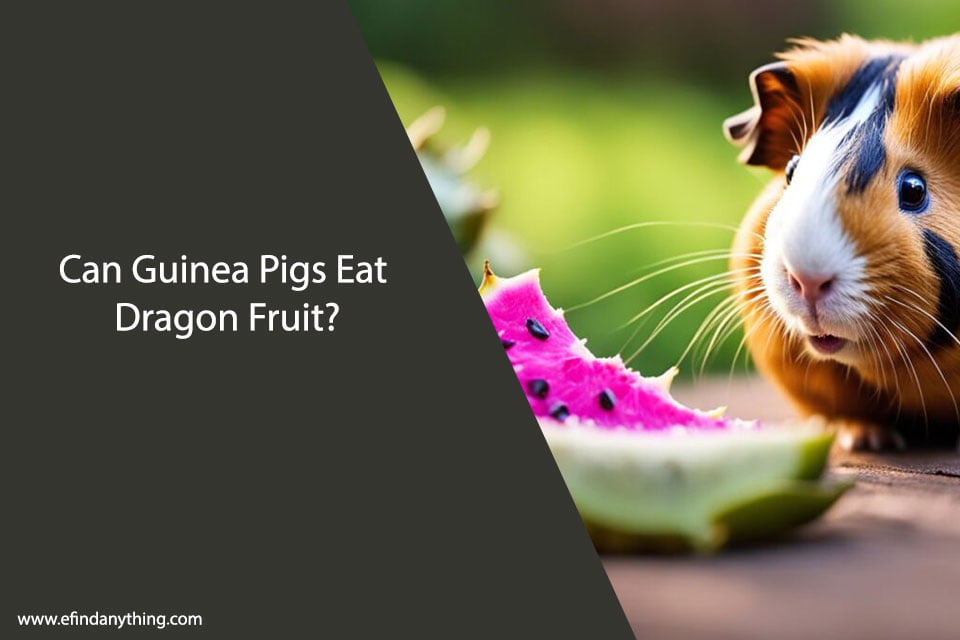 Can Guinea Pigs Eat Dragon Fruit?